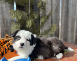Собаки в других городах Алтайского края: Щенок Бордер Колли Мальчик, 70 000 руб. - фото 4