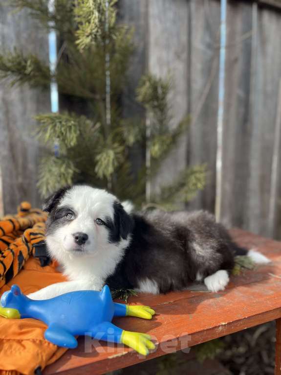 Собаки в других городах Алтайского края: Щенок Бордер Колли Мальчик, 70 000 руб. - фото 4