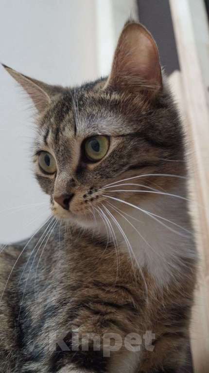 Кошки в Балашихе: Марселя в поиске дома Девочка, 100 руб. - фото 2
