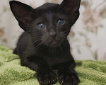 Кошки в Москве: Ориентальная девочка, маленькая пантерка Девочка, 65 000 руб. - фото 3