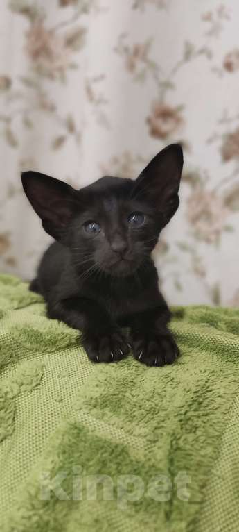 Кошки в Москве: Ориентальная девочка, маленькая пантерка Девочка, 65 000 руб. - фото 3
