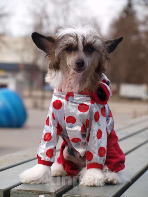 Собаки в Липецке: Небольшой голый мальчик Мальчик, 50 000 руб. - фото 3