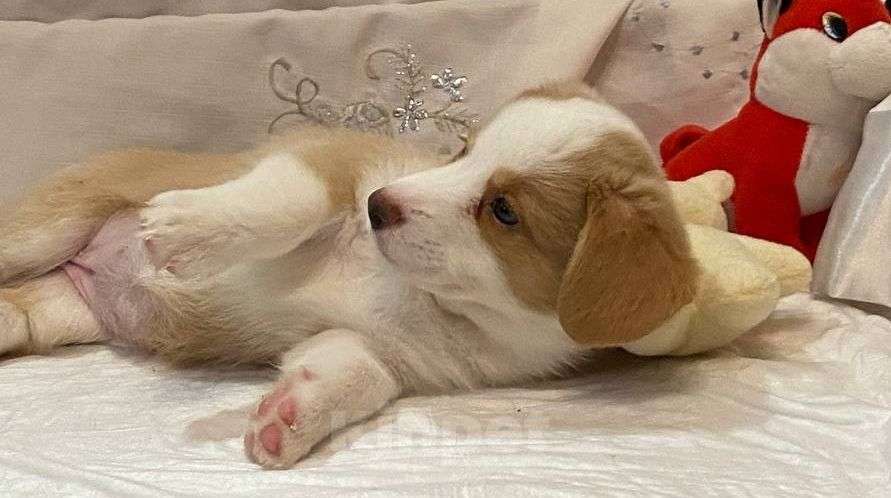 Собаки в Нижнем Новгороде: Щенки Вельш Корги Кардиган для души Девочка, 36 руб. - фото 2