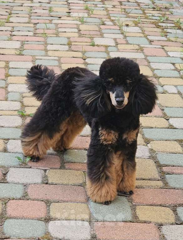 Собаки в Москве: Чили пудель Девочка, 80 000 руб. - фото 2