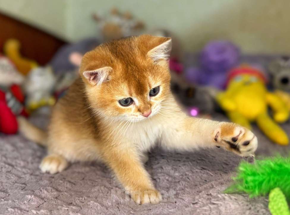 Кошки в Абакане: Мальчик золотая шиншила Мальчик, 50 000 руб. - фото 2