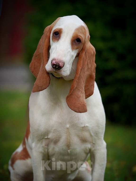 Собаки в Александрове: Щенки Испанской гончей  Девочка, 25 000 руб. - фото 5