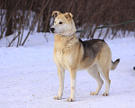 Собаки в Балашихе: Энергичная Альфа — метис лайки Девочка, Бесплатно - фото 1