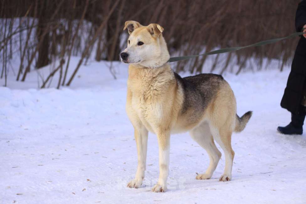 Собаки в Балашихе: Энергичная Альфа — метис лайки Девочка, Бесплатно - фото 1
