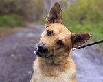 Собаки в Балашихе: Золотая семейная Оливия 3,5г из приюта Девочка, Бесплатно - фото 3