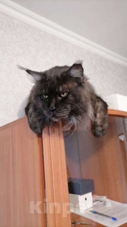 Кошки в других городах Приморского края: Шикарные котята Мальчик, 25 000 руб. - фото 10