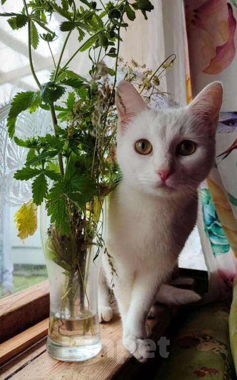 Кошки в Москве: Ищем кавалера Девочка, Бесплатно - фото 1