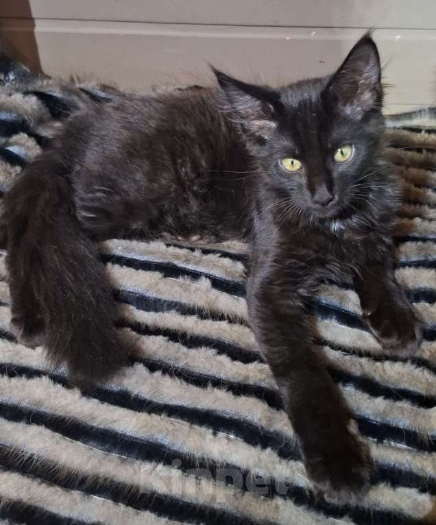 Кошки в Санкт-Петербурге: Котята мейн куны мальчики Мальчик, 45 руб. - фото 6