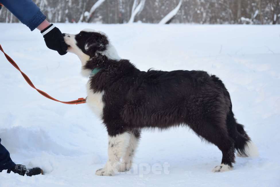 Собаки в Домодедово: Щенок аусси, австралийская овчарка Девочка, 75 000 руб. - фото 2