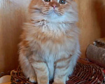 Кошки в Омске: Шотландский прямоухий котик Мальчик, 20 000 руб. - фото 1
