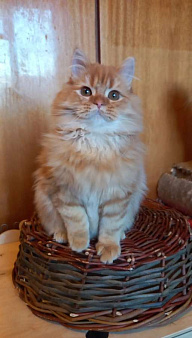 Объявление: Шотландский прямоухий котик, 20 000 руб., Омск