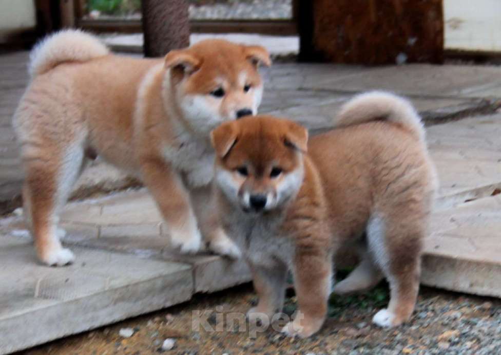 Собаки в Симферополе: Шикарная девочка яркий окрас, очень шерстяной красотка Девочка, 90 000 руб. - фото 3