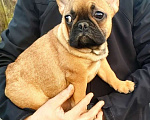 Собаки в Красноармейске: Девочки французкого бульдога Девочка, 30 000 руб. - фото 1