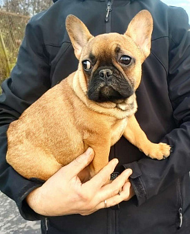 Девочки французкого бульдога