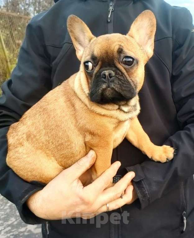 Собаки в Красноармейске: Девочки французкого бульдога Девочка, 30 000 руб. - фото 1