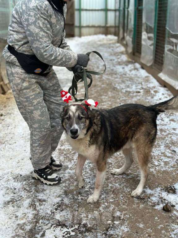Собаки в Москве: Гоша Мальчик, Бесплатно - фото 4