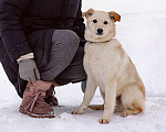 Собаки в Москве: Домашние щенки-подростки Бинго и Бэмби в добрые руки Мальчик, 10 руб. - фото 4