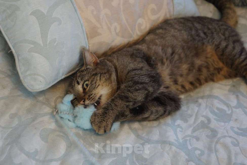 Кошки в Москве: Котик Борис в добрые руки Мальчик, Бесплатно - фото 4