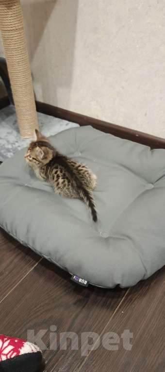 Кошки в Казани: Отдам Бесплатно котенка  Мальчик, Бесплатно - фото 3