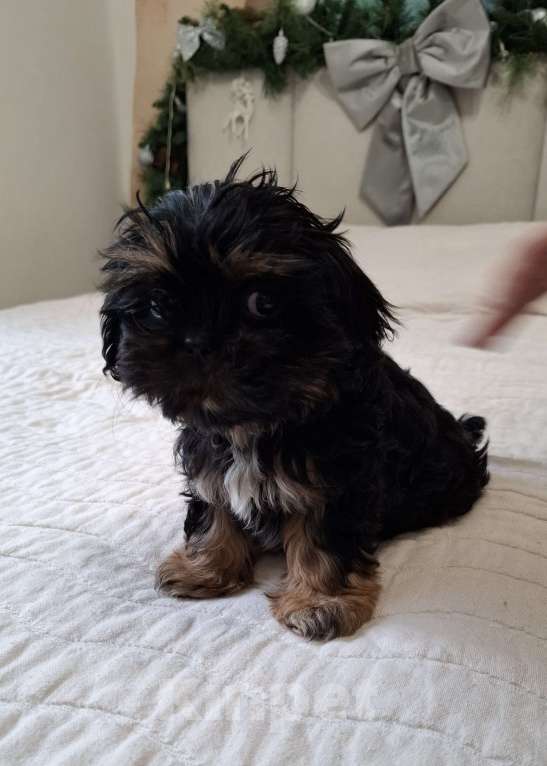 Собаки в Кропоткине: Ши-тцу Мальчик, 20 000 руб. - фото 2