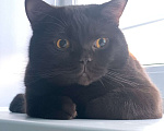 Кошки в Санкт-Петербурге: Потерялся любимый кот Мальчик, 3 000 руб. - фото 4