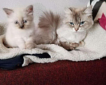 Кошки в Ливны: Невские маскарадные, 6 000 руб. - фото 1
