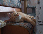 Кошки в Армавире: Котик, Бесплатно - фото 3