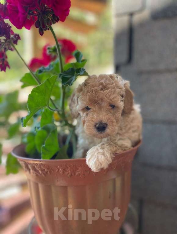 Собаки в Саратове: Щенки той пуделя Мальчик, 30 000 руб. - фото 2