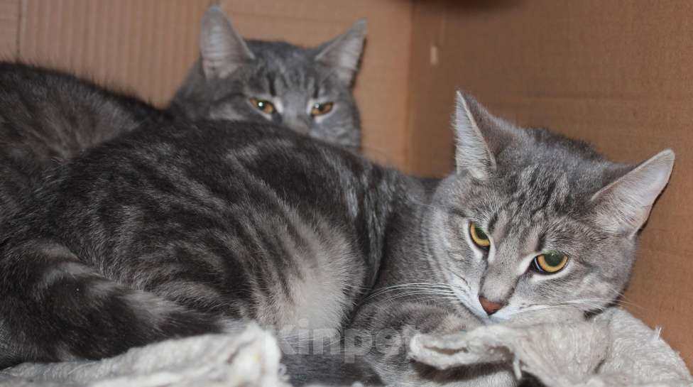 Кошки в Москве: Скромница Гита Девочка, Бесплатно - фото 3