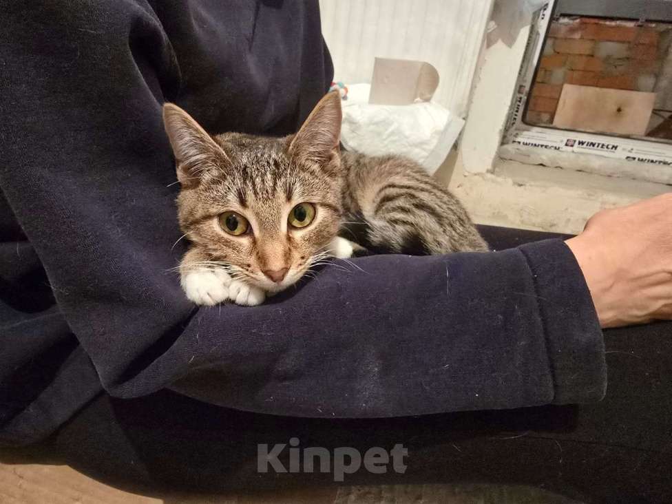 Кошки в Москве: Кнопочка ищет дом! Девочка, Бесплатно - фото 9