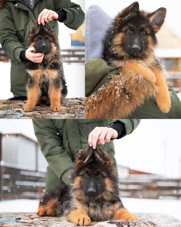 Собаки в Челябинске: Щенки немецкой овчарки Разнополые, 60 000 руб. - фото 4