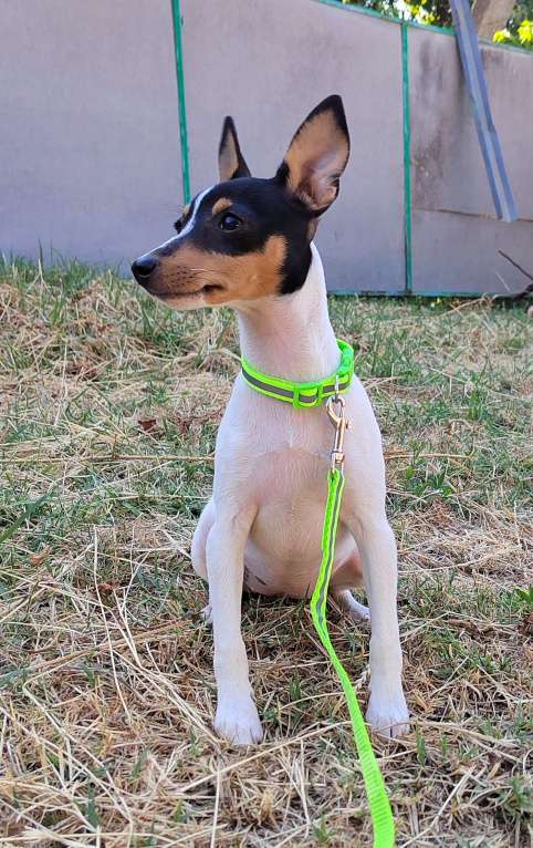 Собаки в Краснодаре: Щенок той фокстерьер Девочка, Бесплатно - фото 5