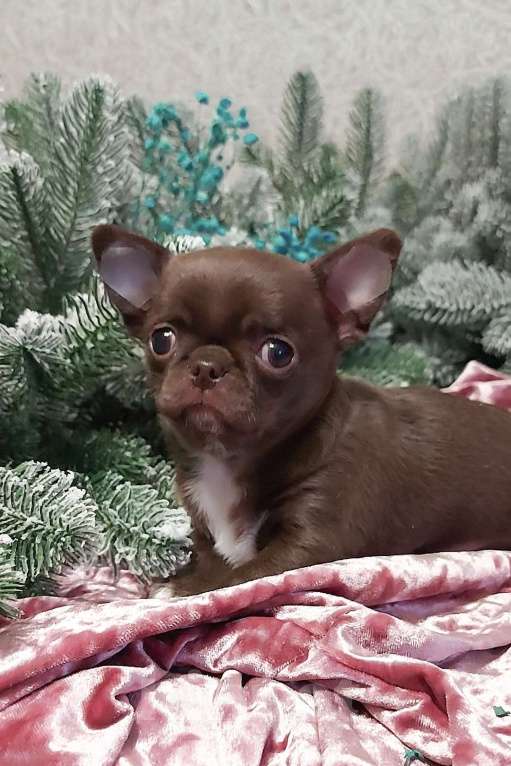 Собаки в Новосибирске: Мальчик Чихуахуа  Мальчик, Бесплатно - фото 4