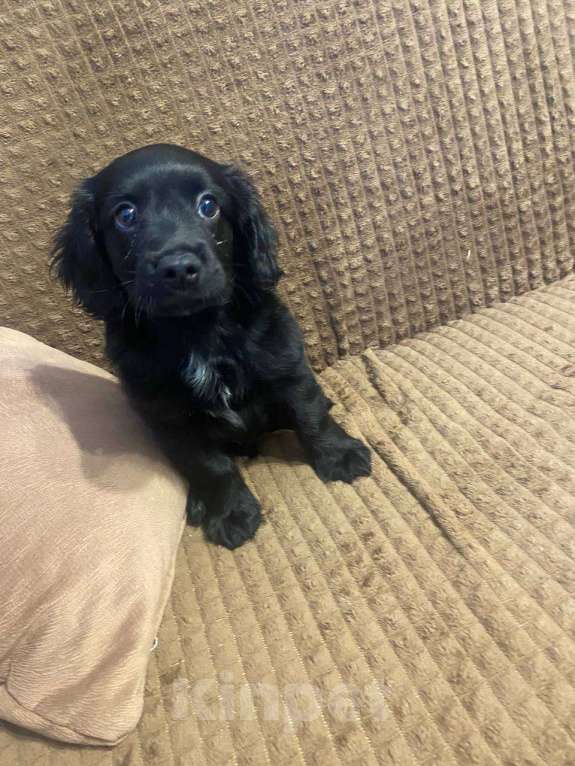 Собаки в Челябинске: Продаю щенка Мальчик, 25 000 руб. - фото 3