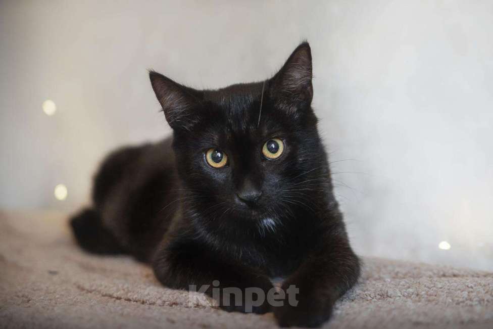 Кошки в Новомичуринске: Чёрный кот Макс, 100 руб. - фото 1