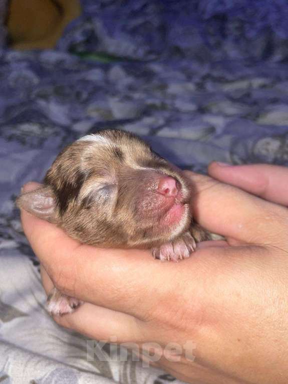 Собаки в других городах Московской области: Цветные йорки Мальчик, 30 000 руб. - фото 4