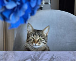 Кошки в Краснодаре: Кошка в добрые руки  Девочка, Бесплатно - фото 1