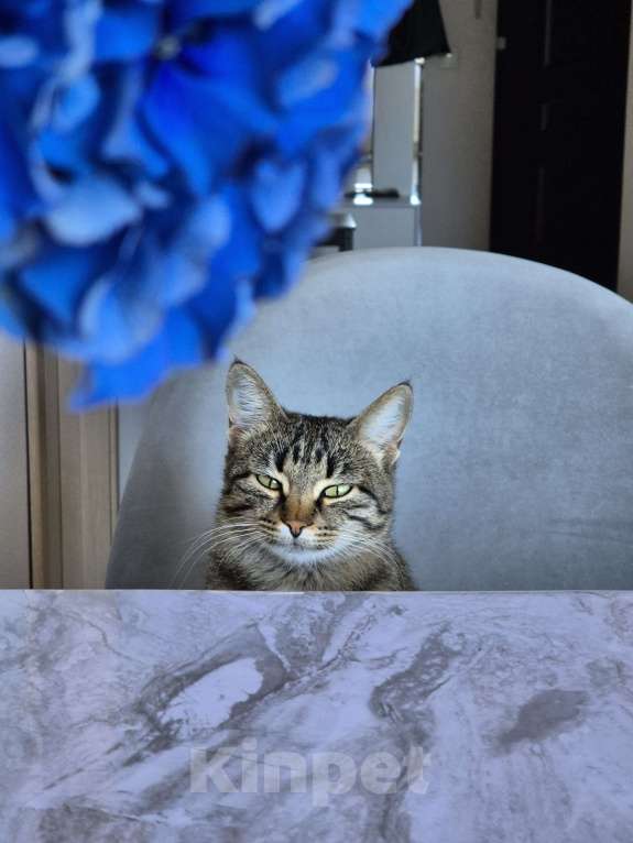 Кошки в Краснодаре: Кошка в добрые руки  Девочка, Бесплатно - фото 1