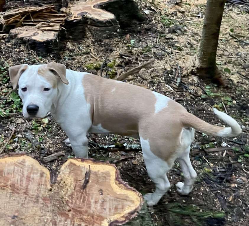 Собаки в Москве: Девочка Американский стаффордширский терьер  Девочка, 50 000 руб. - фото 2