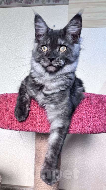 Кошки в Петергофе: Девулечка куночка Девочка, 30 000 руб. - фото 2