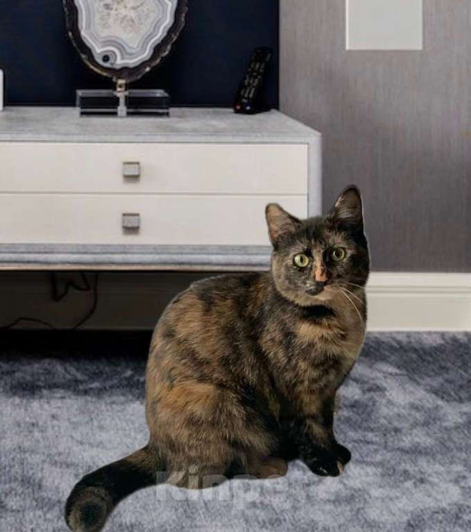 Кошки в Санкт-Петербурге: Кошечка Марфуша ждет и ждет Девочка, Бесплатно - фото 3