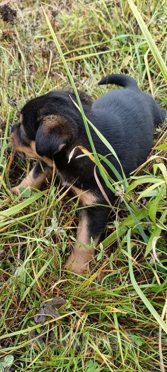 Собаки в других городах Ленинградской области: Цветной язычëк Девочка, Бесплатно - фото 8