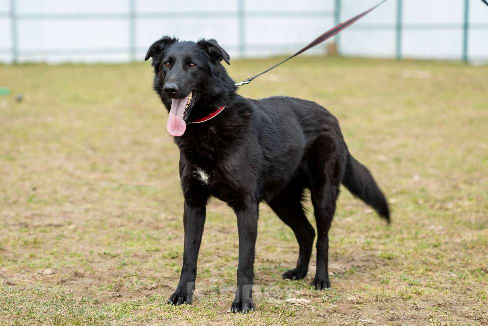 Собаки в Москве: Вальтер Мальчик, Бесплатно - фото 7