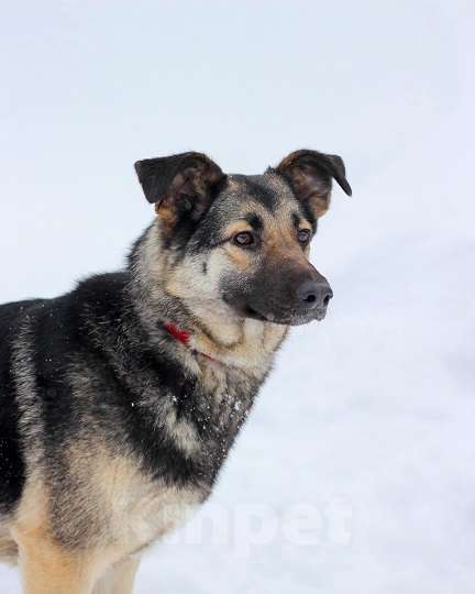 Собаки в Москве: Сэнди Девочка, Бесплатно - фото 7