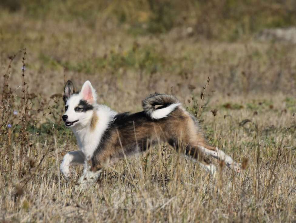 Собаки в Москве: Ненецкая оленегонная лайка. Сука Алекса. Девочка, 60 000 руб. - фото 6