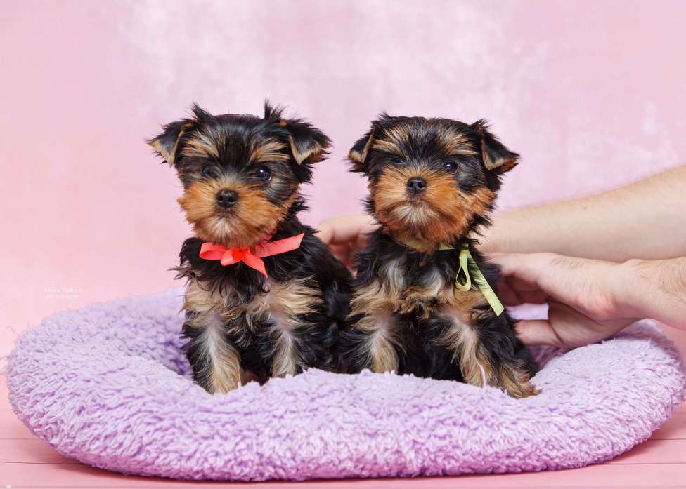 Собаки в Ульяновске: Щенки йоркширского терьера Девочка, Бесплатно - фото 4